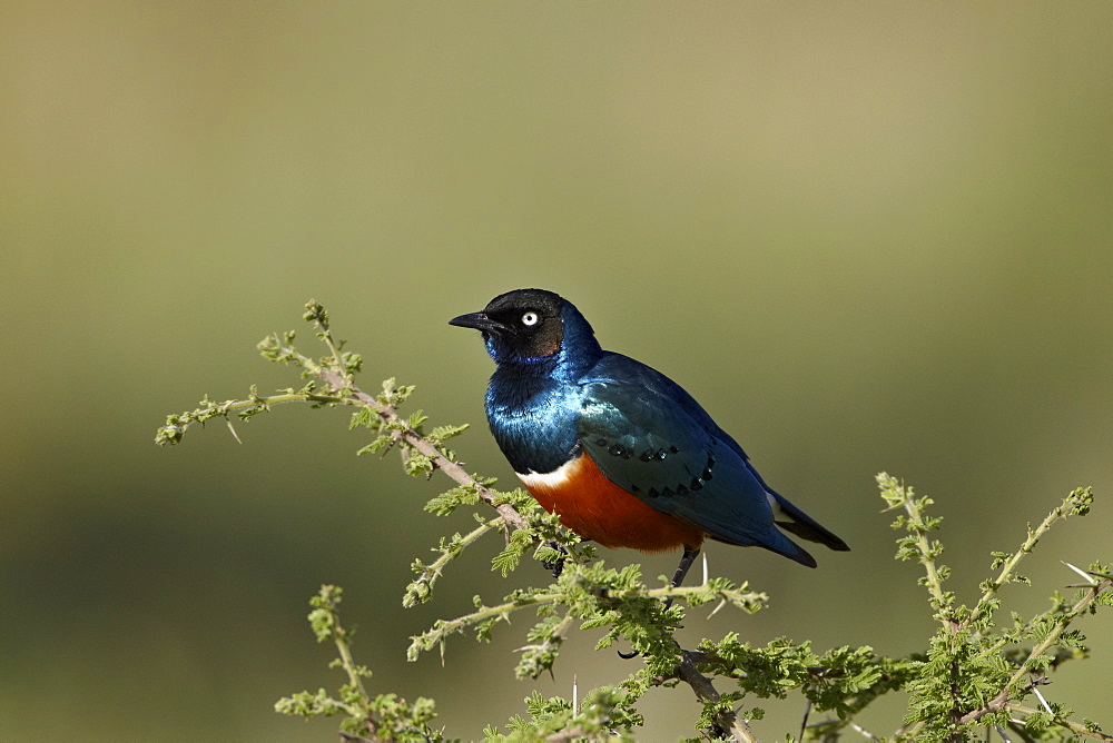 Superb starling (Lamprotornis superbus), Serengeti National Park, Tanzania, East Africa, Africa