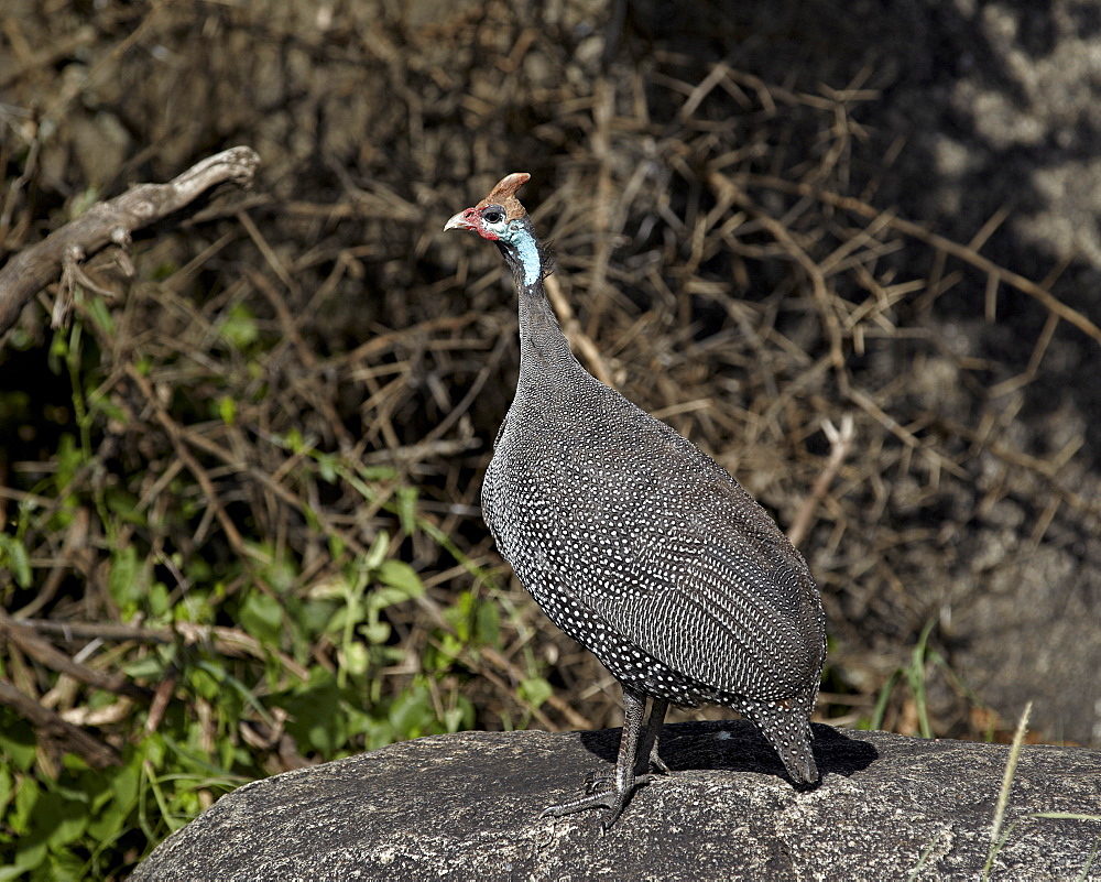 Helmeted guineafowl (Numida meleagris), Serengeti National Park, Tanzania, East Africa, Africa