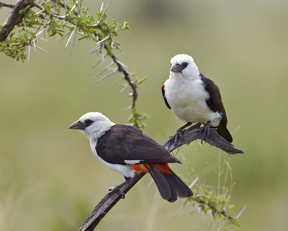 Two white-headed buffalo-weaver (Dinemellia dinemelli), Serengeti National Park, Tanzania, East Africa, Africa