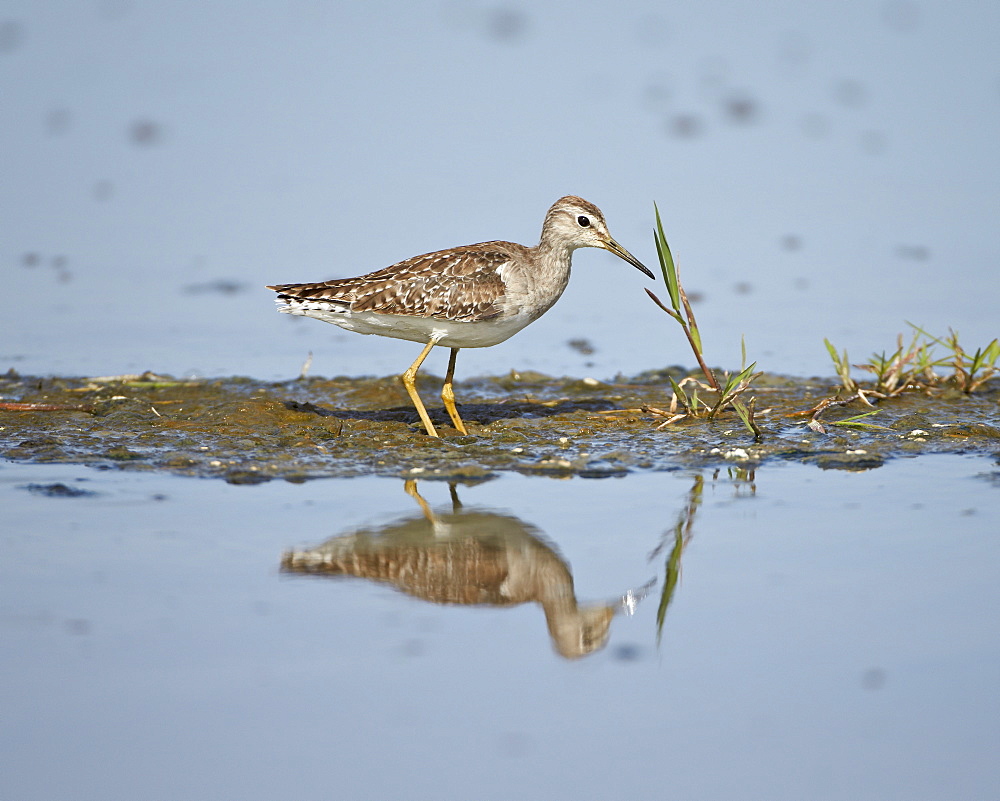 Immature wood sandpiper (Tringa glareola), Serengeti National Park, Tanzania, East Africa, Africa