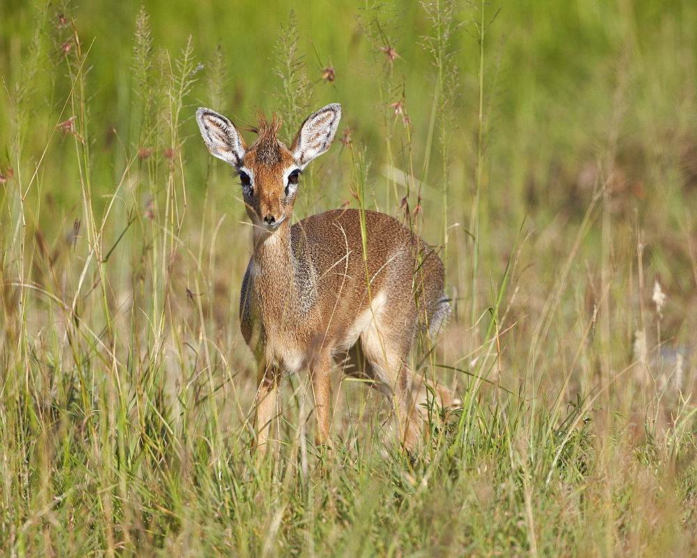 Female Kirk's dik dik (Kirk's dik-dik) (Madoqua kirkii), Serengeti National Park, Tanzania, East Africa, Africa