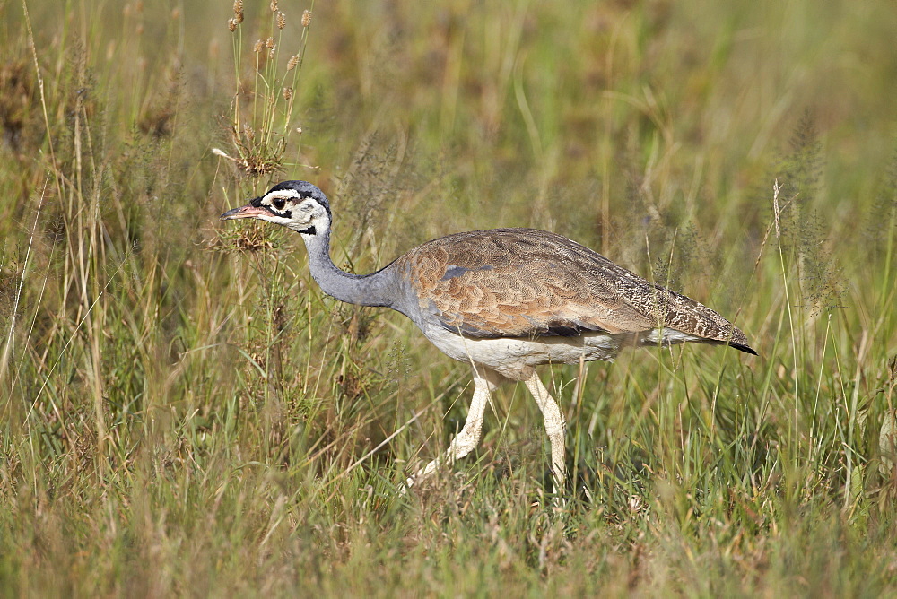 White-bellied bustard (white-bellied korhaan) (Eupodotis senegalensis), Serengeti National Park, Tanzania, East Africa, Africa