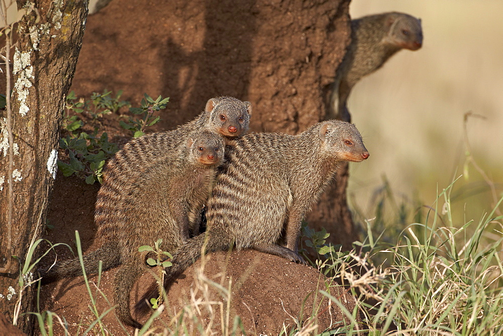 Banded mongoose (Mungos mungo), Serengeti National Park, Tanzania, East Africa, Africa