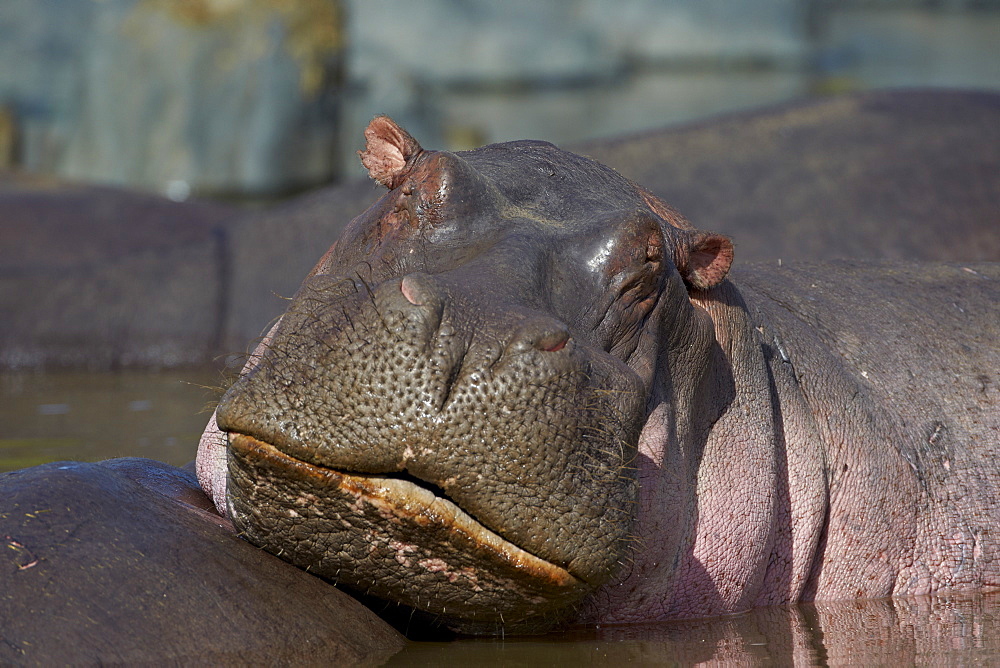 Hippopotamus (Hippopotamus amphibius), Serengeti National Park, Tanzania, East Africa, Africa