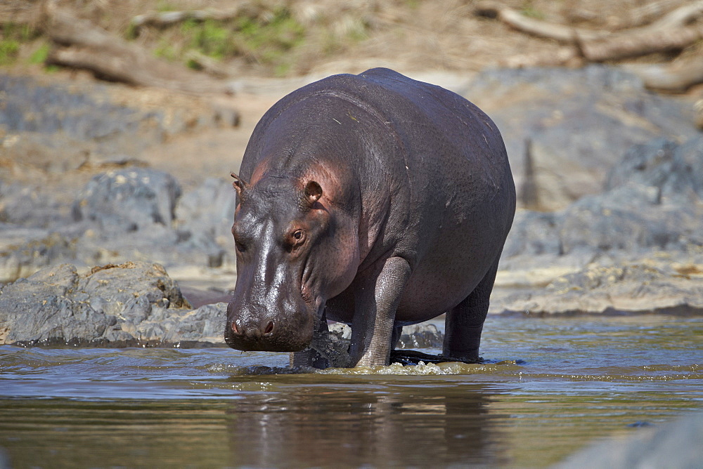 Hippopotamus (Hippopotamus amphibius), Serengeti National Park, Tanzania, East Africa, Africa