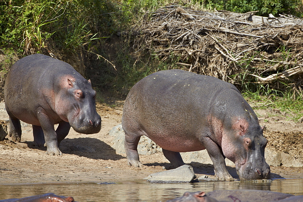 Two hippopotamus (Hippopotamus amphibius) returning to the water, Serengeti National Park, Tanzania, East Africa, Africa