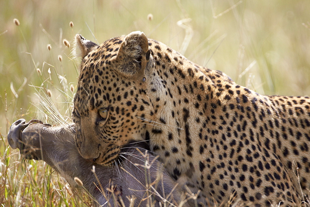 Leopard (Panthera pardus) carrying a warthog, Serengeti National Park, Tanzania, East Africa, Africa