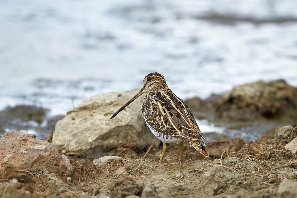 Common snipe (Gallinago gallinago), Serengeti National Park, Tanzania, East Africa, Africa