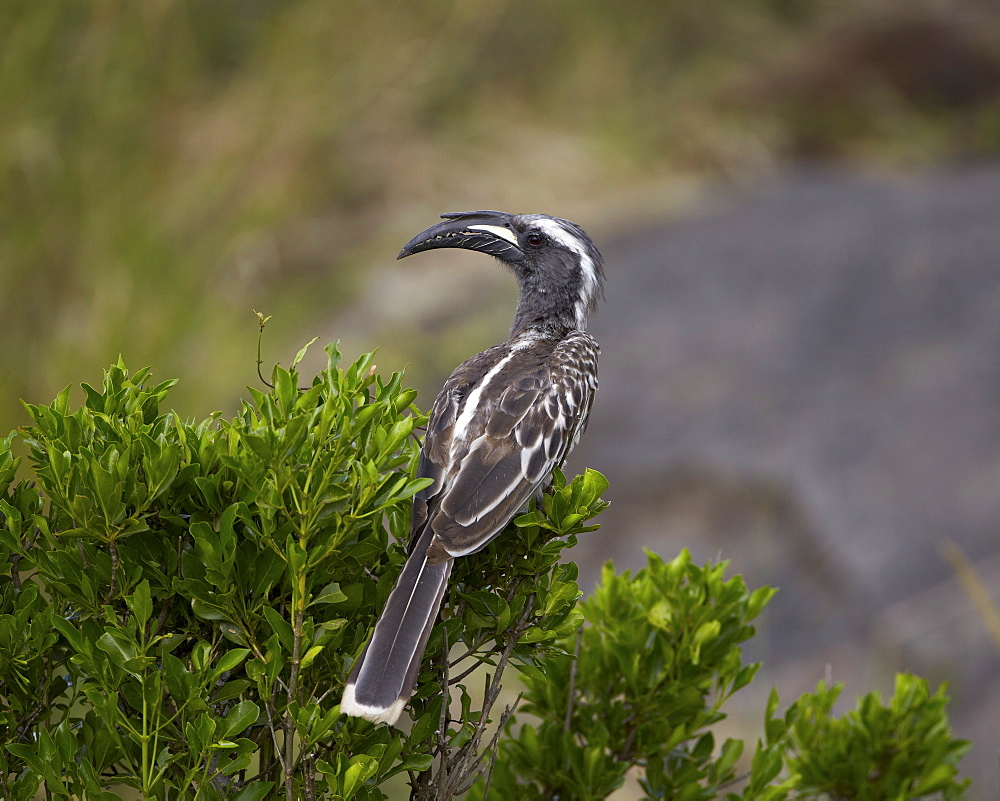 African grey hornbill (African gray hornbill) (Tockus nasutus), Serengeti National Park, Tanzania, East Africa, Africa