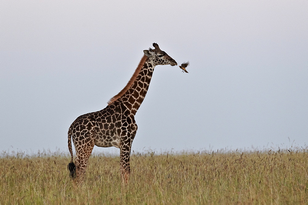 Masai giraffe (Giraffa camelopardalis tippelskirchi) and yellow-billed oxpecker (Buphagus africanus), Serengeti National Park, Tanzania, East Africa, Africa