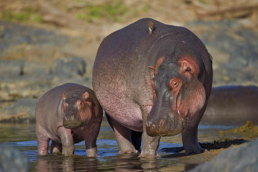 Hippopotamus (Hippopotamus amphibius) mother and calf, Serengeti National Park, Tanzania, East Africa, Africa