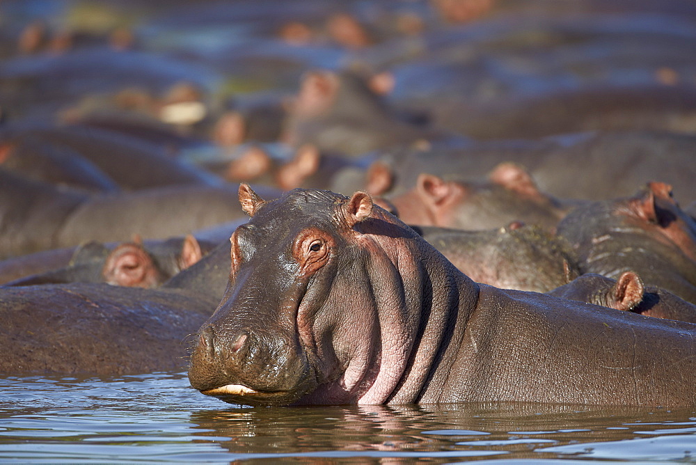 Hippopotamus (Hippopotamus amphibius), Serengeti National Park, Tanzania, East Africa, Africa