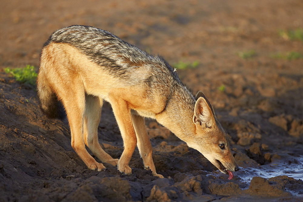 Black-backed jackal (silver-backed jackal) (Canis mesomelas) drinking, Serengeti National Park, Tanzania, East Africa, Africa