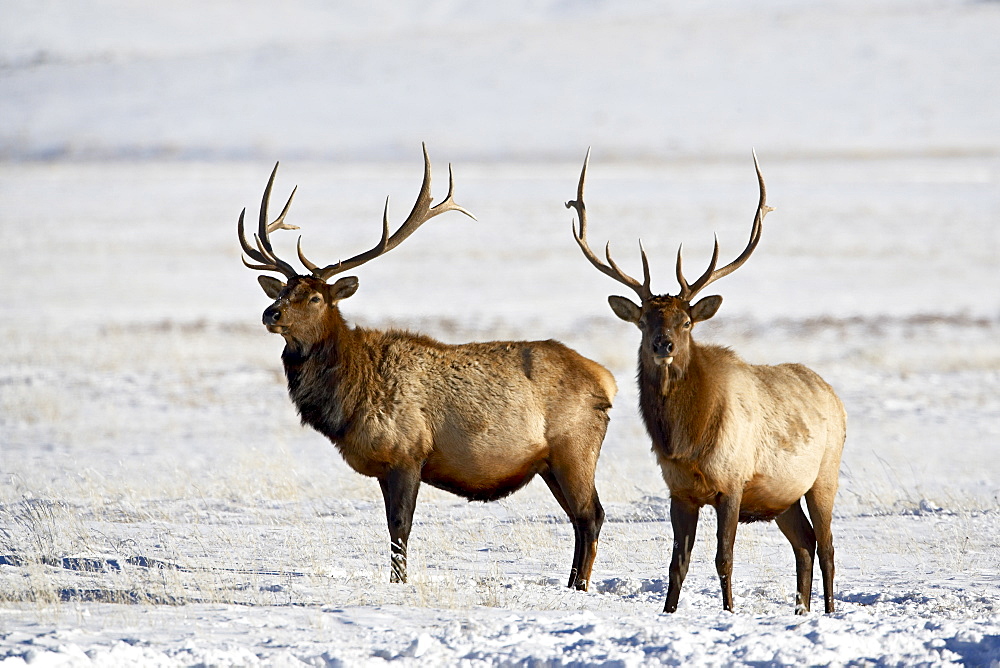 Two bull elk (Cervus canadensis) in the snow, National Elk Refuge, Jackson, Wyoming, United States of America, North America