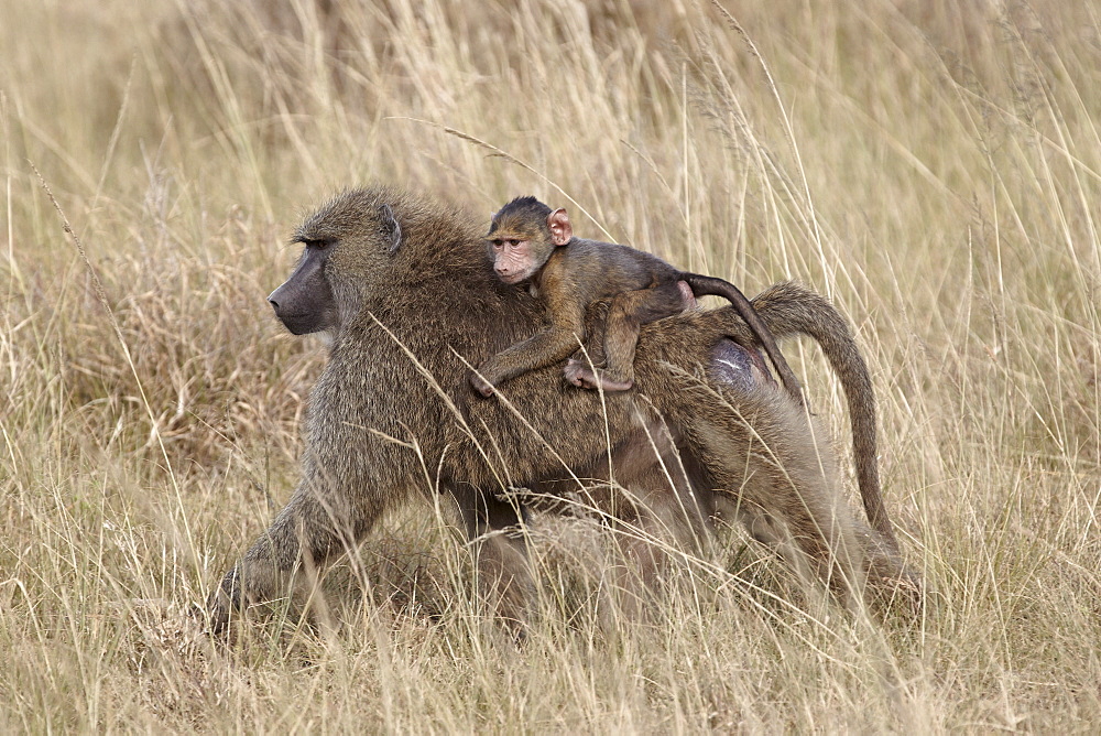 Olive baboon (Papio cynocephalus anubis) infant riding on its mother's back, Serengeti National Park, Tanzania, East Africa, Africa