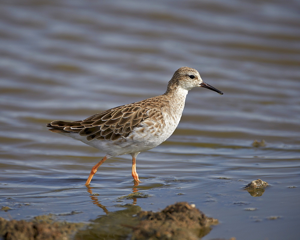 Ruff (Philomachus pugnax), Serengeti National Park, Tanzania, East Africa, Africa