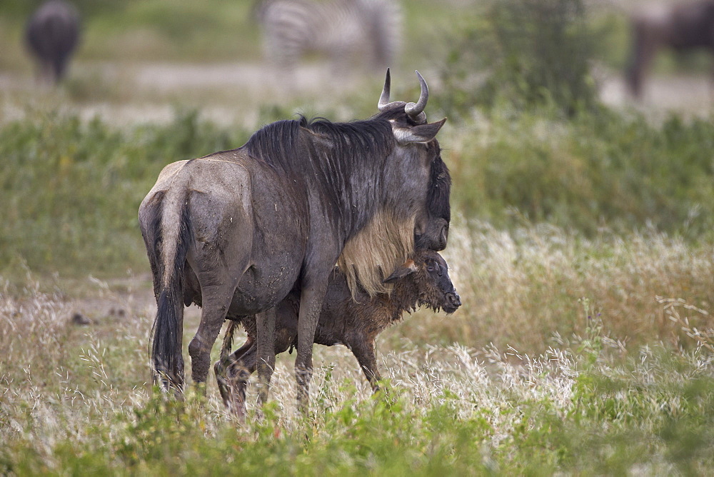 Just-born blue wildebeest (brindled gnu) (Connochaetes taurinus) standing by its mother, Serengeti National Park, Tanzania, East Africa, Africa