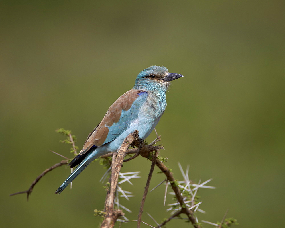 European roller (Coracias garrulus), Serengeti National Park, Tanzania, East Africa, Africa