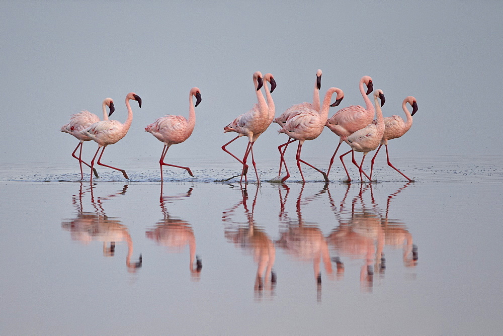 Lesser flamingo (Phoeniconaias minor) group, Serengeti National Park, Tanzania, East Africa, Africa