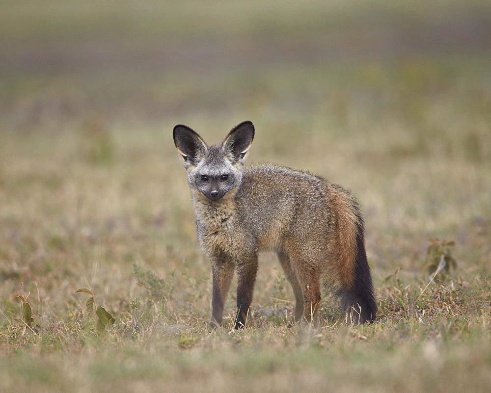 Bat-eared fox (Otocyon megalotis), Serengeti National Park, Tanzania, East Africa, Africa