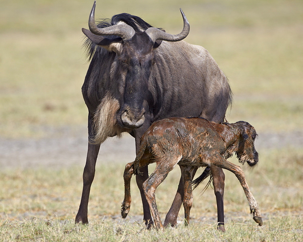 Just-born blue wildebeest (brindled gnu) (Connochaetes taurinus) standing for the first time, Serengeti National Park, Tanzania, East Africa, Africa