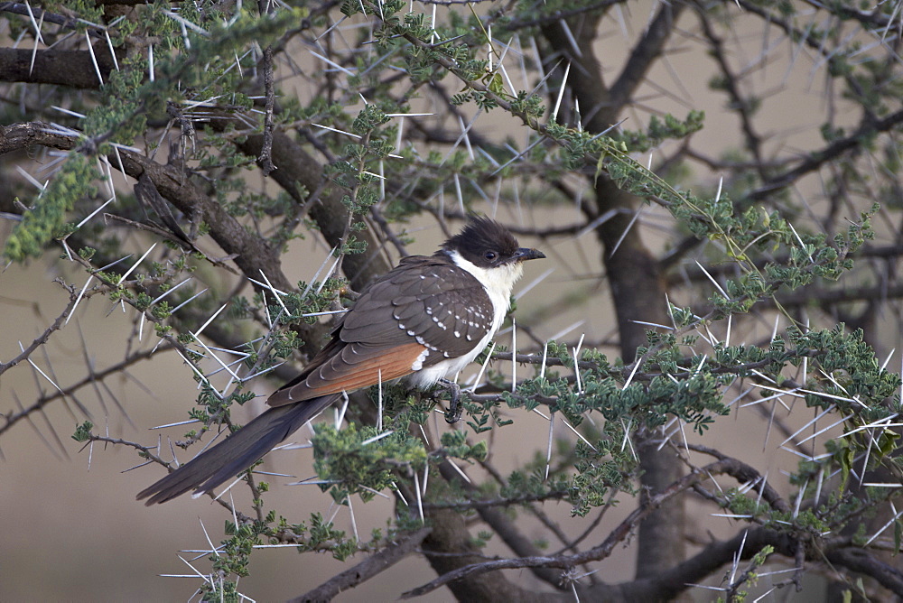 Immature great spotted cuckoo (Clamator glandarius), Serengeti National Park, Tanzania, East Africa, Africa