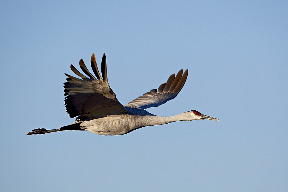 Sandhill crane (Grus canadensis) in flight, Bosque Del Apache National Wildlife Refuge, New Mexico, United States of America, North America