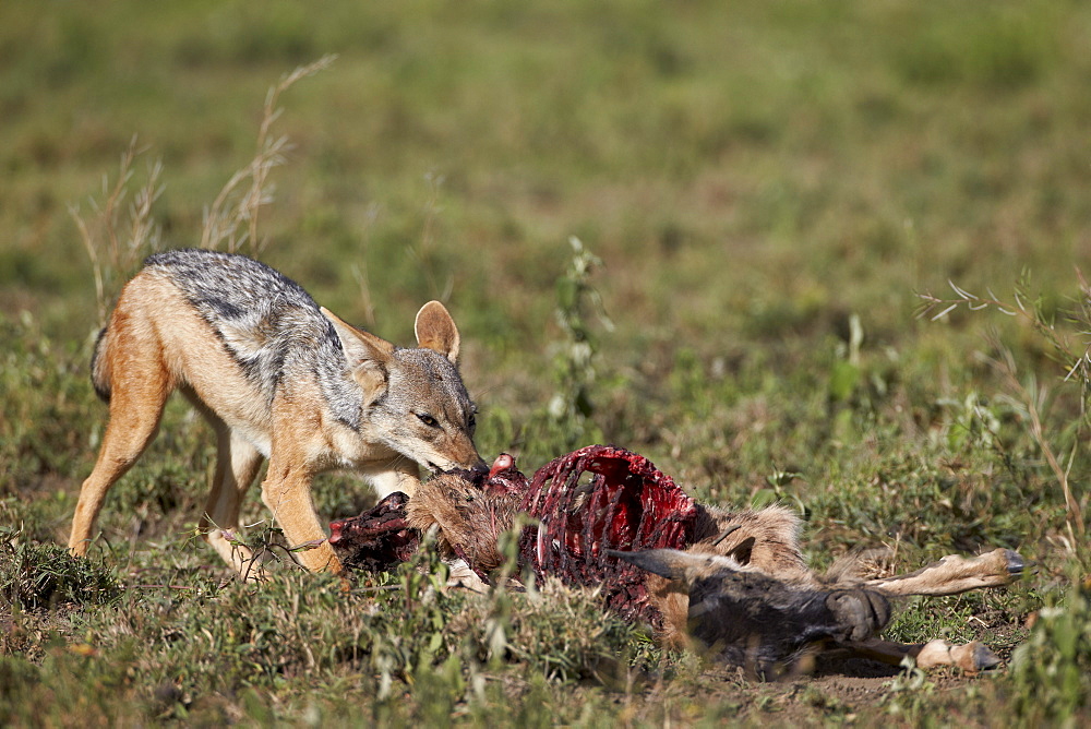 Black-backed jackal (silver-backed jackal) (Canis mesomelas) at a blue wildebeest calf kill, Serengeti National Park, Tanzania, East Africa, Africa