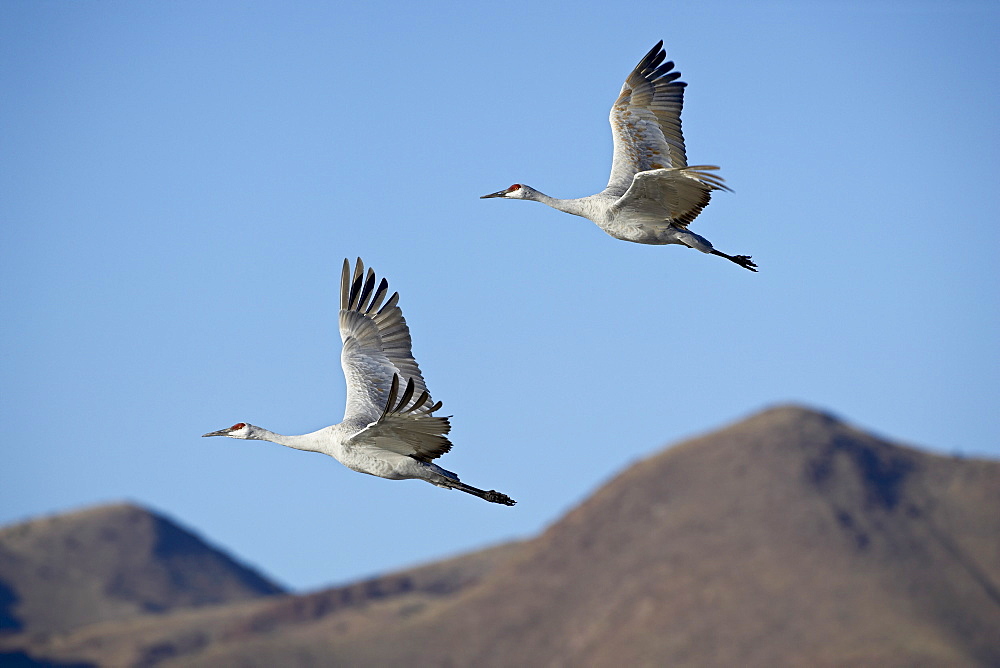 Two sandhill crane (Grus canadensis) in flight, Bosque Del Apache National Wildlife Refuge, New Mexico, United States of America, North America