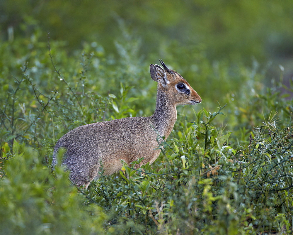 Male Kirk's dik dik (Kirk's dik-dik) (Madoqua kirkii), Serengeti National Park, Tanzania, East Africa, Africa