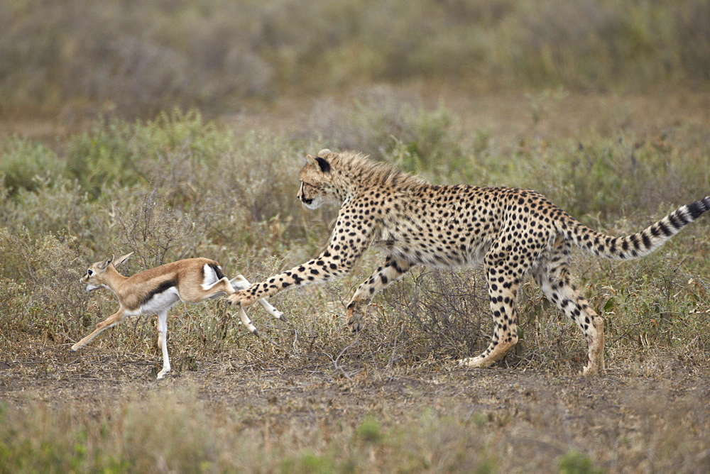 Cheetah (Acinonyx jubatus) cub chasing a baby Thomson's gazelle (Gazella thomsonii), Serengeti National Park, Tanzania, East Africa, Africa