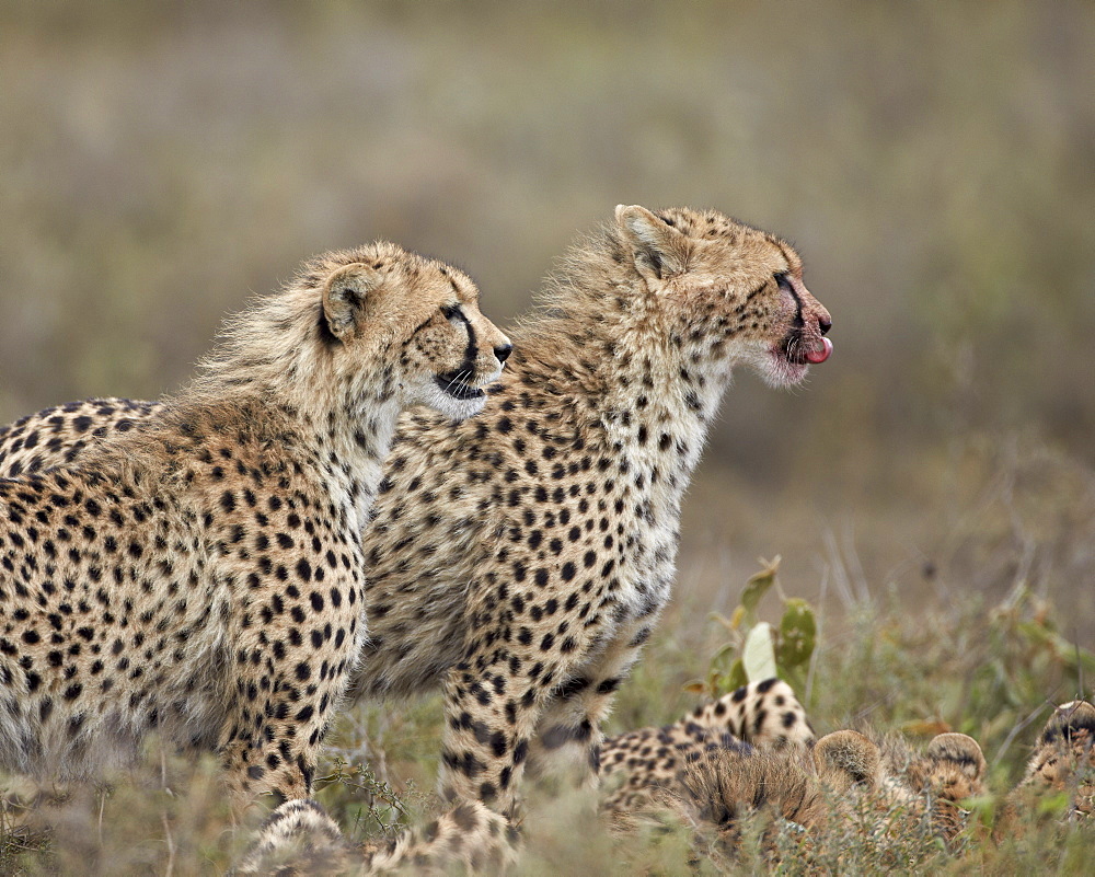 Two young cheetah (Acinonyx jubatus), Serengeti National Park, Tanzania, East Africa, Africa