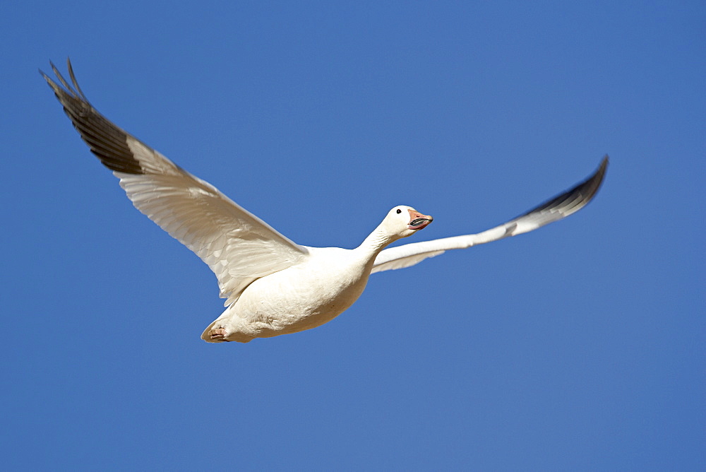 Snow goose (Chen caerulescens) in flight, Bosque Del Apache National Wildlife Refuge, New Mexico, United States of America, North America