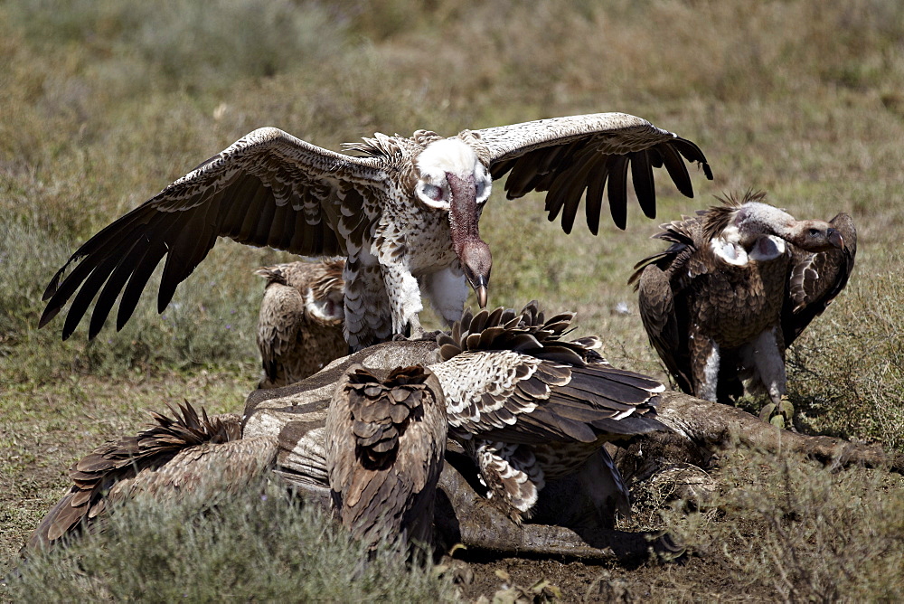 Ruppell's griffon vulture (Gyps rueppellii) atop a zebra carcass, Serengeti National Park, Tanzania, East Africa, Africa