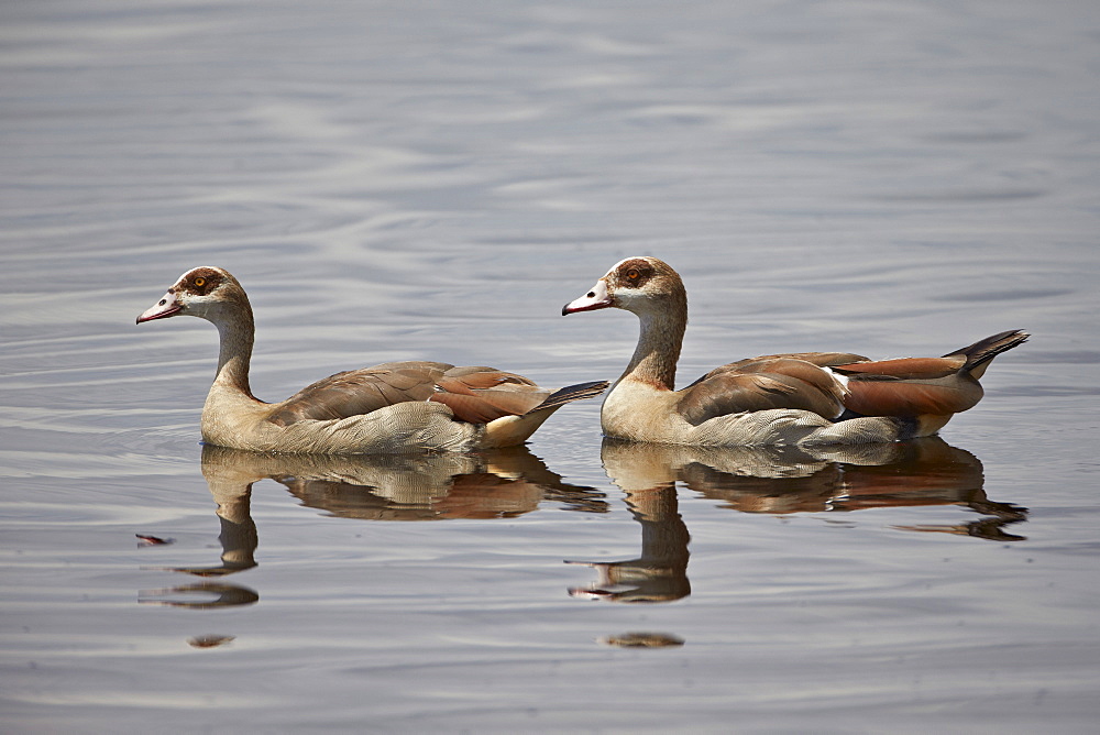 Egyptian goose (Alopochen aegyptiacus) pair, Serengeti National Park, Tanzania, East Africa, Africa