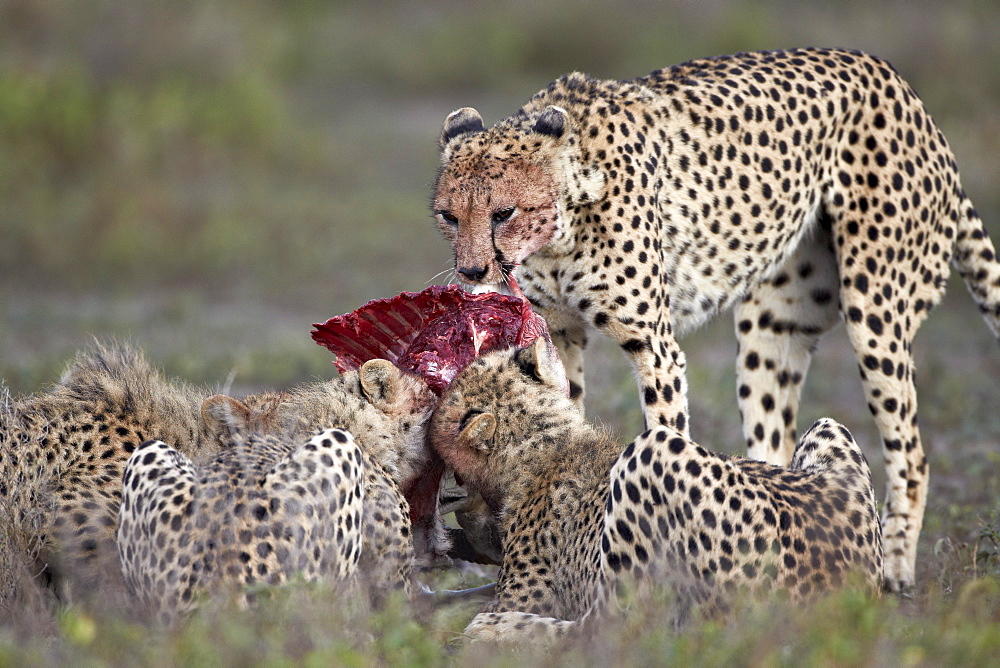 Cheetah (Acinonyx jubatus) family at a kill, Serengeti National Park, Tanzania, East Africa, Africa