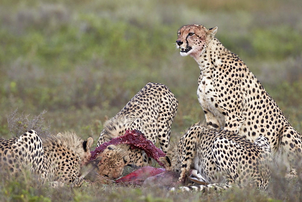 Cheetah (Acinonyx jubatus) family at a kill, Serengeti National Park, Tanzania, East Africa, Africa