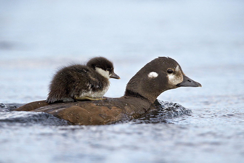 Harlequin duck (Histrionicus histrionicus) duckling riding on its mother's back, Lake Myvatn, Iceland, Polar Regions 