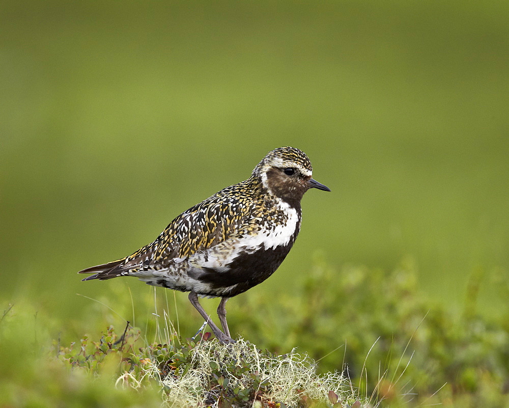 European golden plover (Pluvialis apricaria), Lake Myvatn, Iceland, Polar Regions 