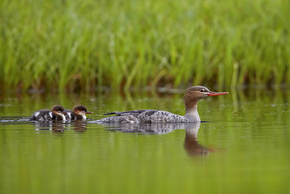 Red-breasted merganser (Mergus serrator) with two chicks, Iceland, Polar Regions 