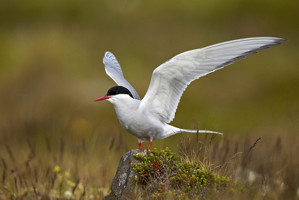 Arctic tern (Sterna paradisaea) spreading its wings, Iceland, Polar Regions 