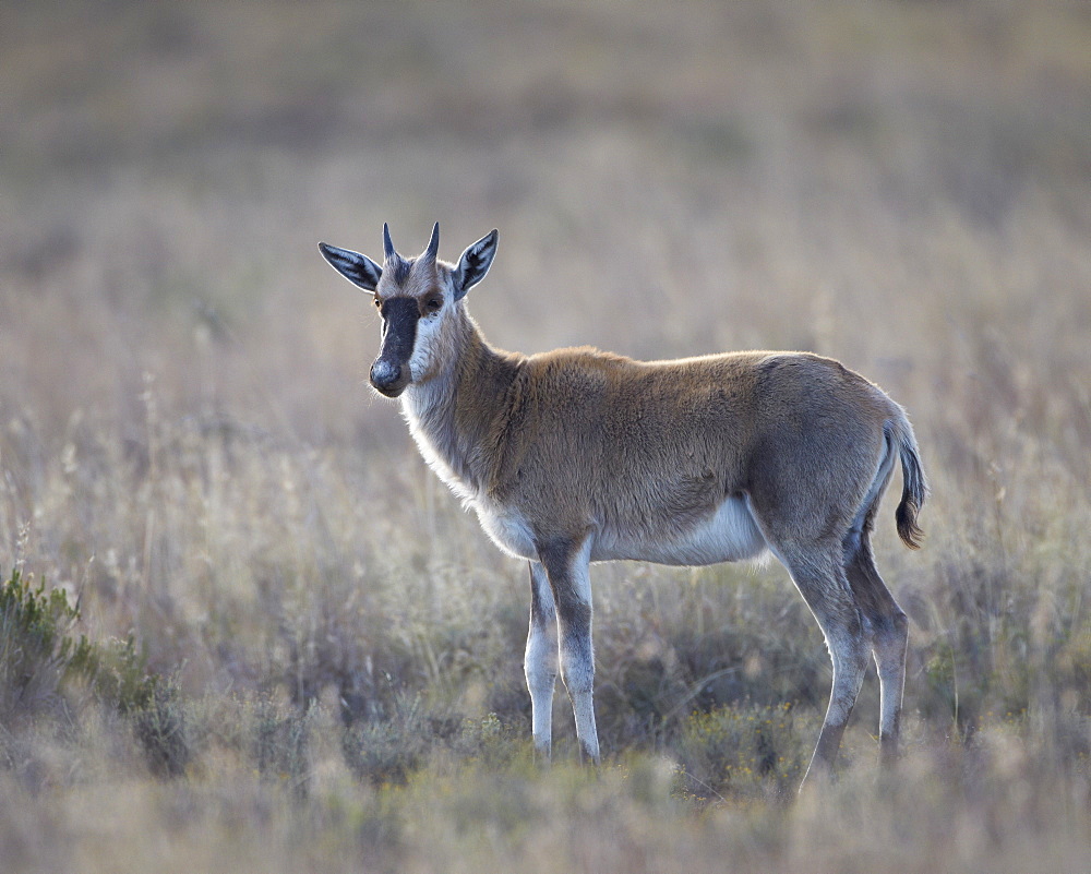 Juvenile blesbok (Damaliscus pygargus phillipsi), Mountain Zebra National Park, South Africa, Africa 