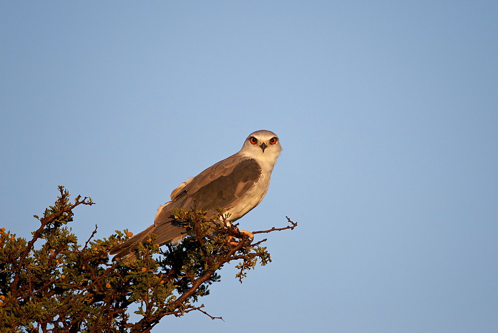 Black-shouldered kite (Elanus caeruleus), Mountain Zebra National Park, South Africa, Africa 