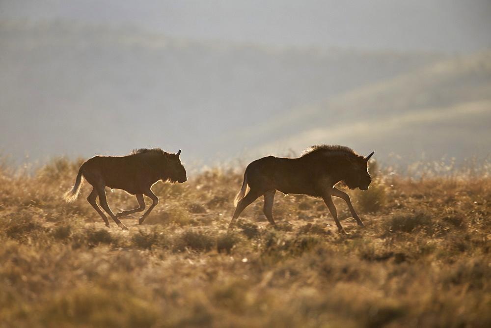 Two young black wildebeest (white-tailed gnu) (Connochaetes gnou) running, Mountain Zebra National Park, South Africa, Africa 