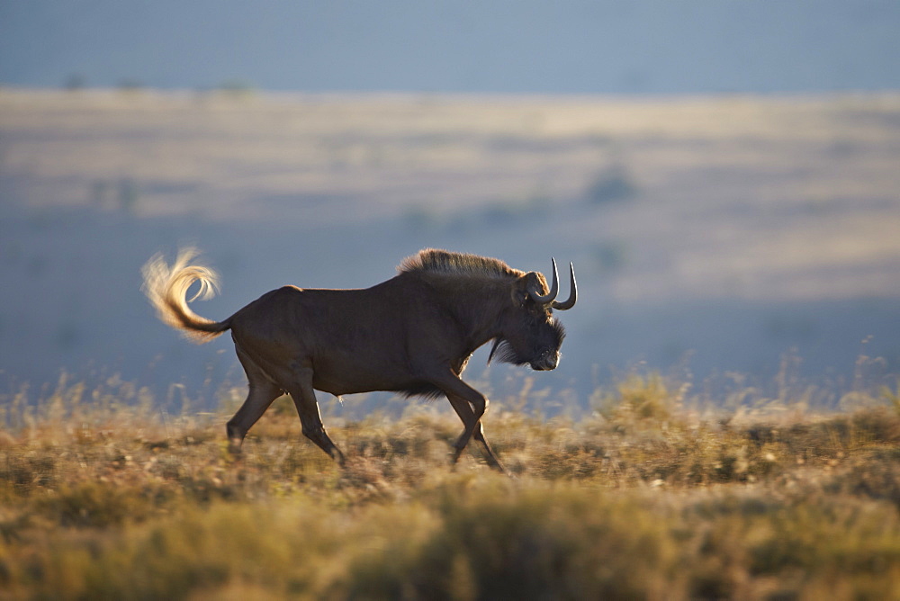 Black wildebeest (white-tailed gnu) (Connochaetes gnou) running, Mountain Zebra National Park, South Africa, Africa 