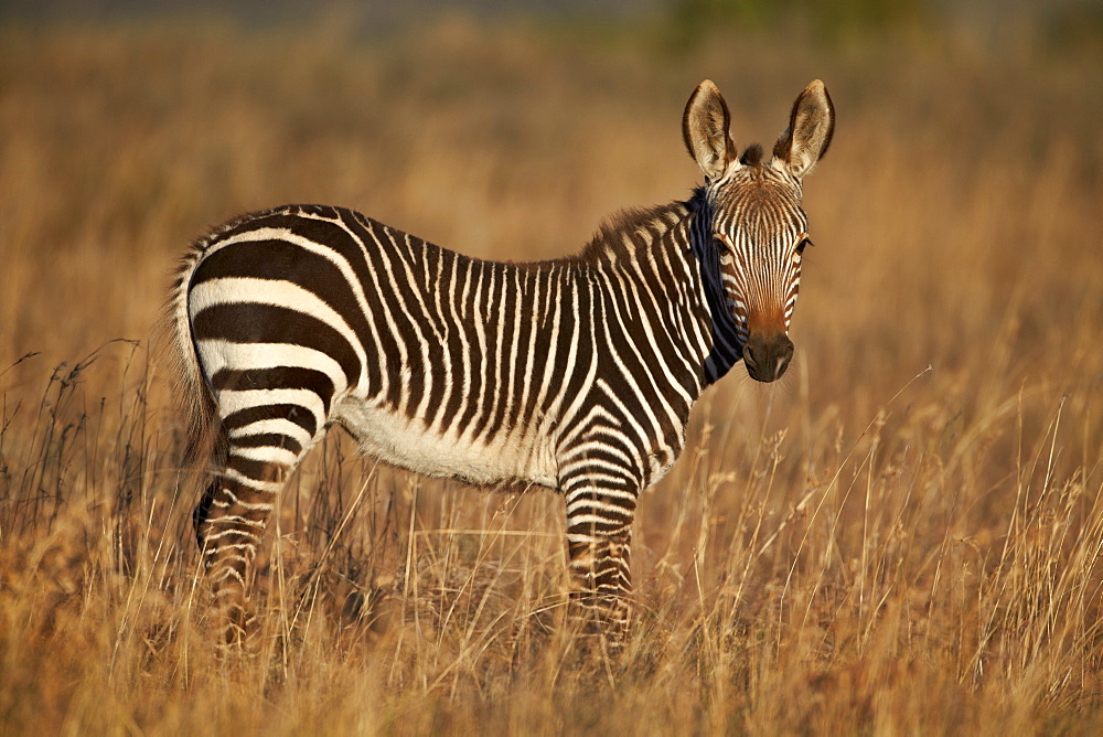 Young Cape mountain zebra (Equus zebra zebra), Mountain Zebra National Park, South Africa, Africa 