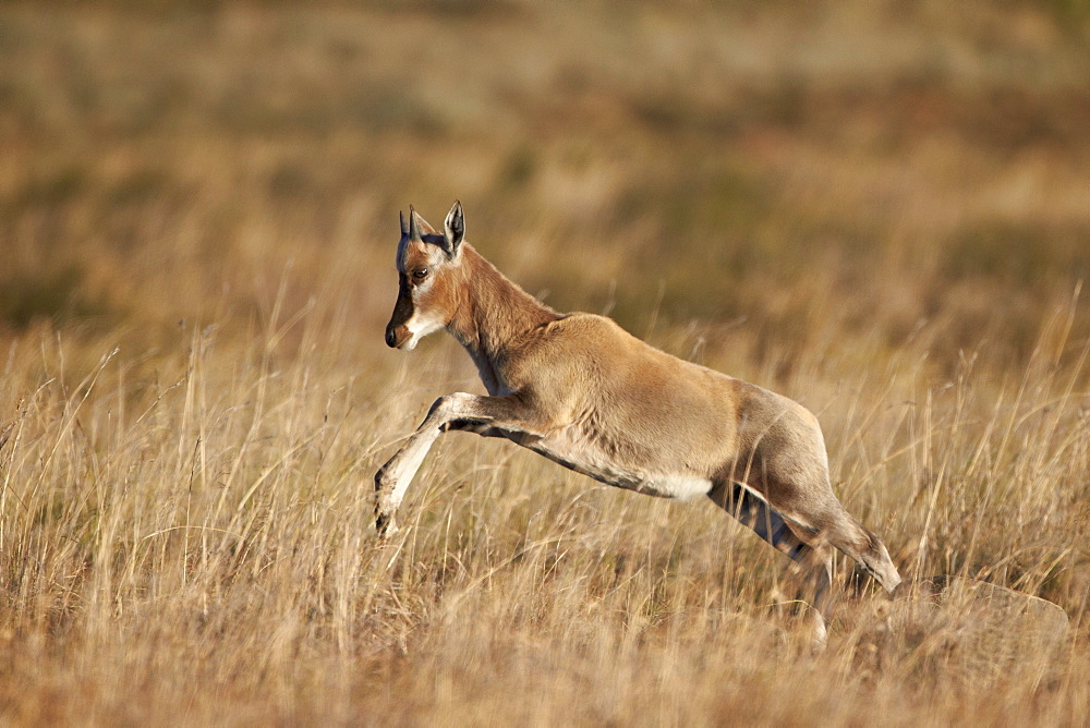 Blesbok (Damaliscus pygargus phillipsi) lamb leaping, Mountain Zebra National Park, South Africa, Africa 