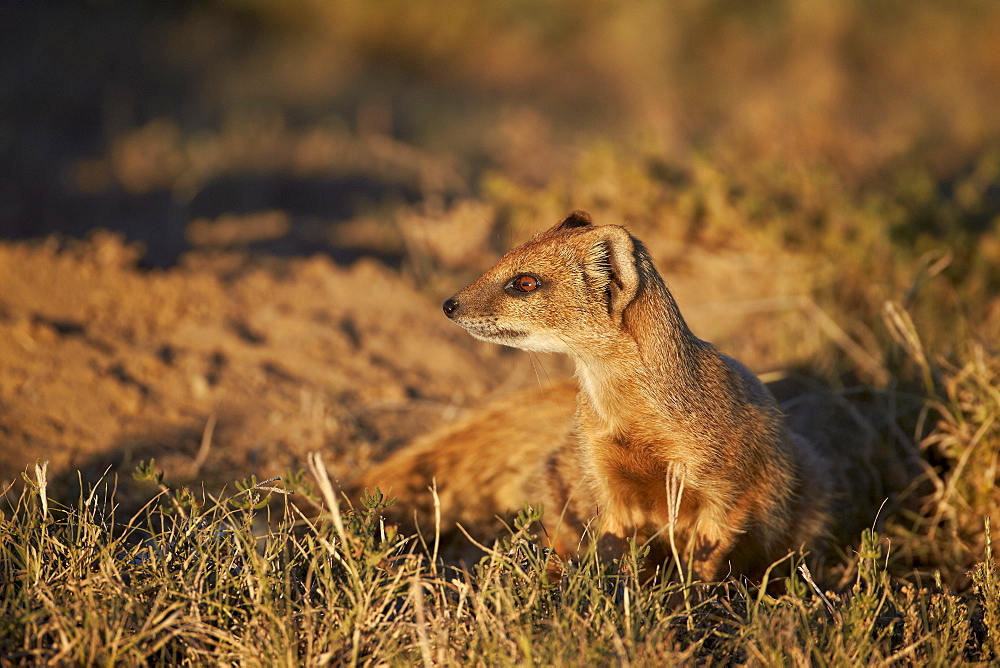 Yellow mongoose (Cynictis penicillata), Mountain Zebra National Park, South Africa, Africa 