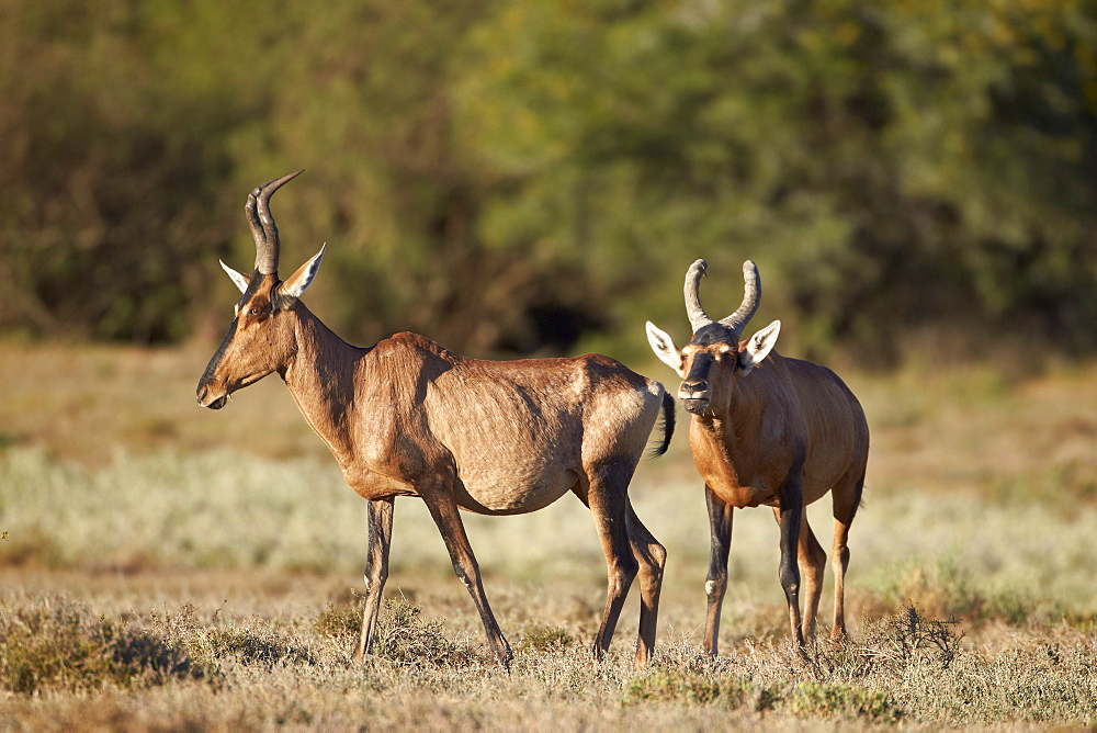 Red hartebeest (Alcelaphus buselaphus) male following a female, Mountain Zebra National Park, South Africa, Africa 