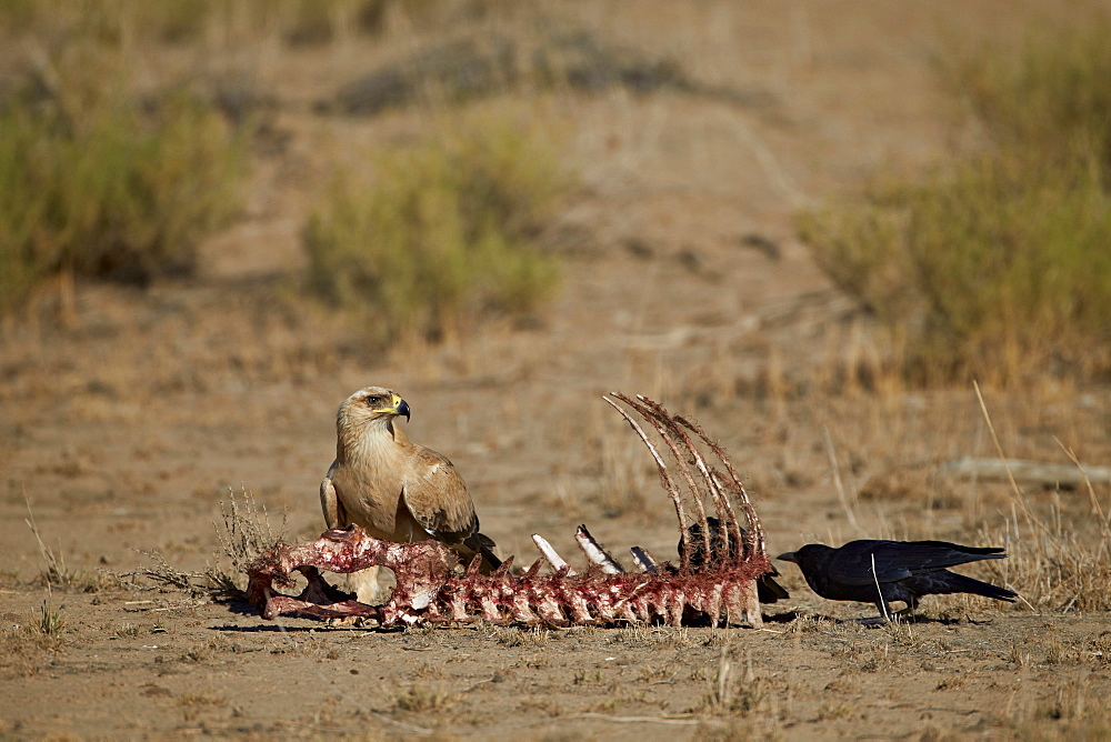 Tawny eagle (Aquila rapax) at a carcass, Kgalagadi Transfrontier Park, encompassing the former Kalahari Gemsbok National Park, South Africa, Africa 